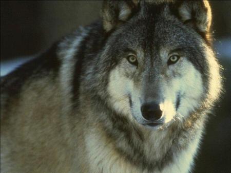 --- Le loup ---